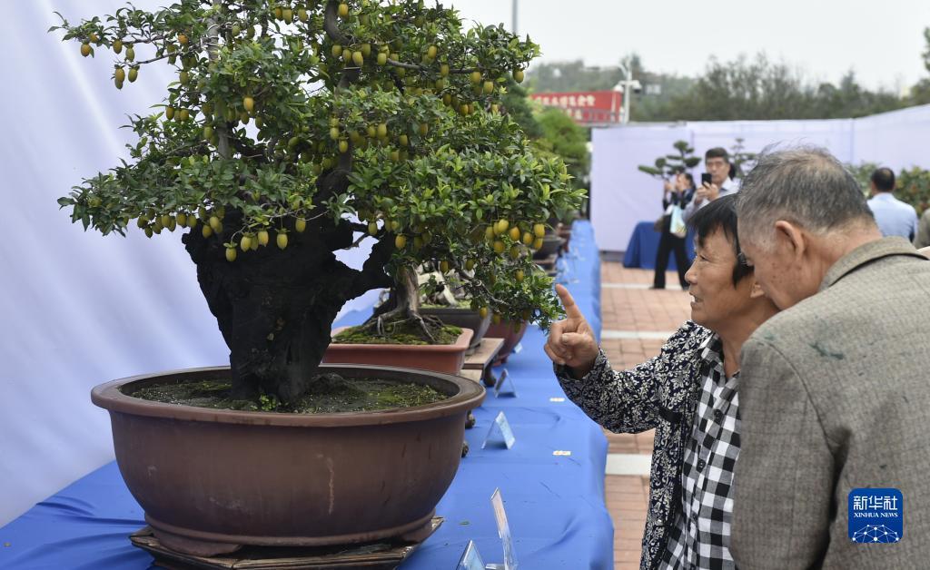 九五至尊vi改名